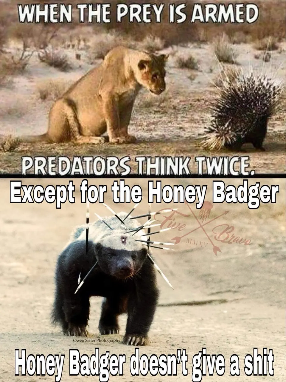 Honey Badger meme example
