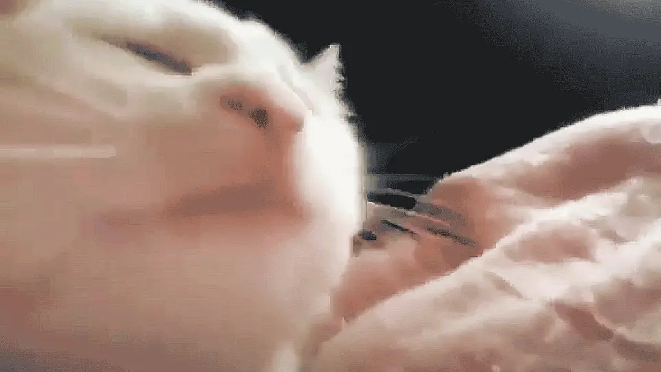 Vibing Cat meme example