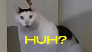 Blurry close-up of a white and black cat staring wide-eyed with its mouth open, yellow caption "HUH?"