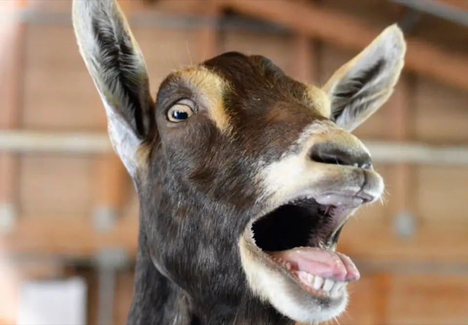 Close-up of a brown goat with its mouth wide open mid-bleat, ears back, blurred wooden barn behind