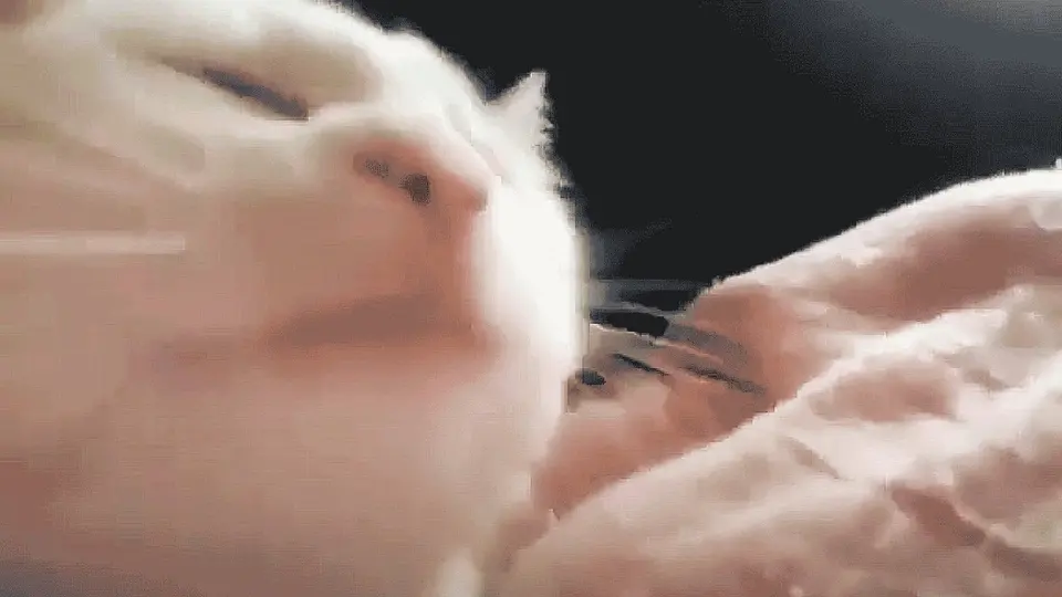 Close-up of the white Vibing Cat (CatJAM) having its head gently bobbed by a hand