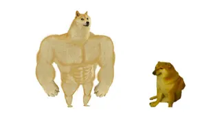 Muscular bodybuilder body with a Shiba Inu head on the left, a small hunched Shiba sitting at right, white background