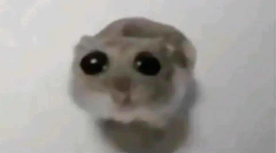 Sad Hamster meme example