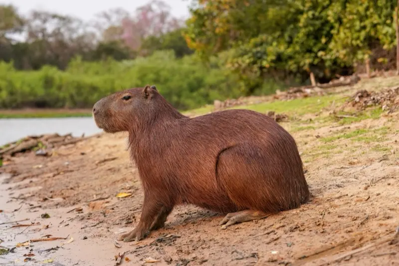 Large brown capybara standing calmly on a muddy riverbank with green scrub and water behind it