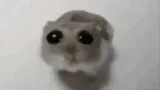 A hamster with big watery downturned eyes looking disappointed