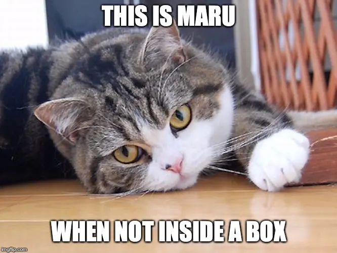 Tabby-and-white cat lying flat on a wooden floor with one paw stretched out, captioned "THIS IS MARU WHEN NOT INSIDE A BOX"