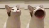 Two frames of a white cat side by side: mouth closed and pursed, then gaping in a huge circle