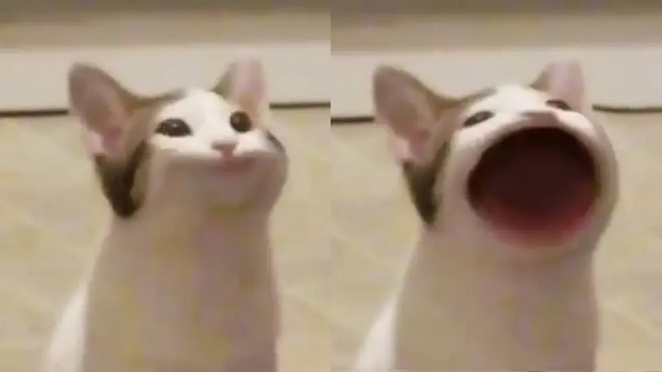 Two frames of a white cat side by side: mouth closed and pursed, then gaping in a huge circle