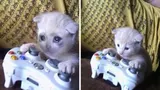 Sad Gaming Cat meme