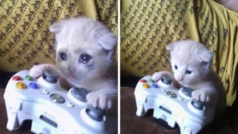 Sad Gaming Cat meme