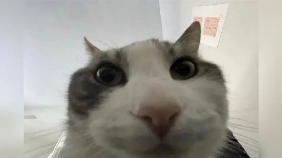 Cat Looks Inside meme example