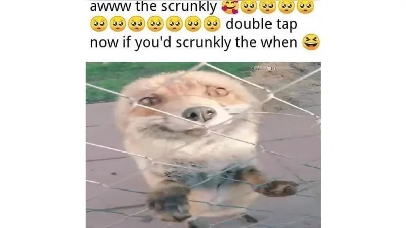 Social post captioned 'awww the scrunkly... double tap now' over a fluffy tan dog pressed face-first against a chain-link fence