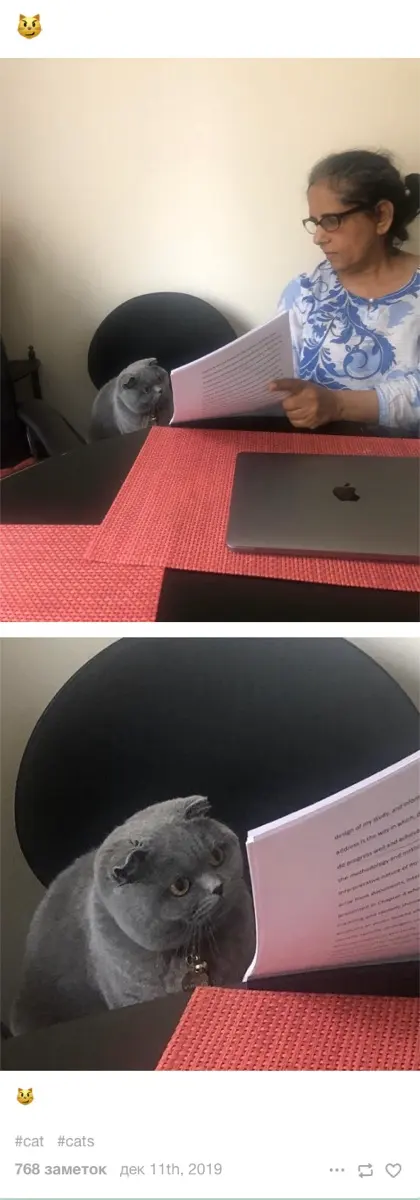 Woman Showing Papers to Grey Cat meme example