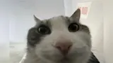 Wide-eyed grey and white cat peering down into a container, its face filling the frame, shot from below