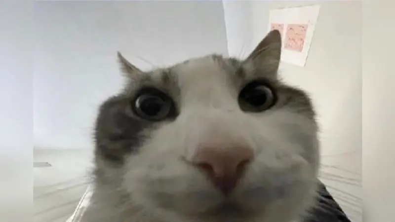 Wide-eyed grey and white cat peering down into a container, its face filling the frame, shot from below