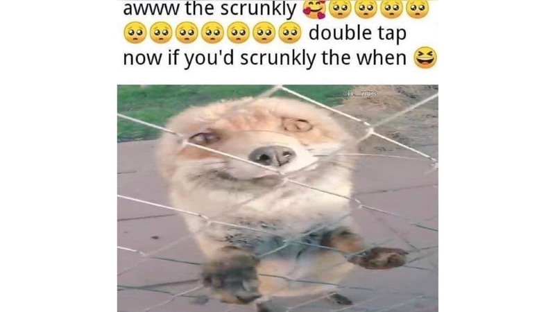 Awww the Scrunkly meme