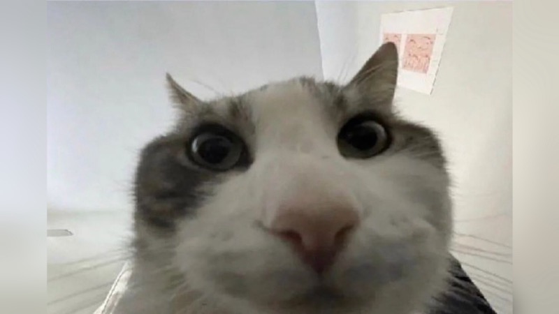 Cat Looks Inside meme