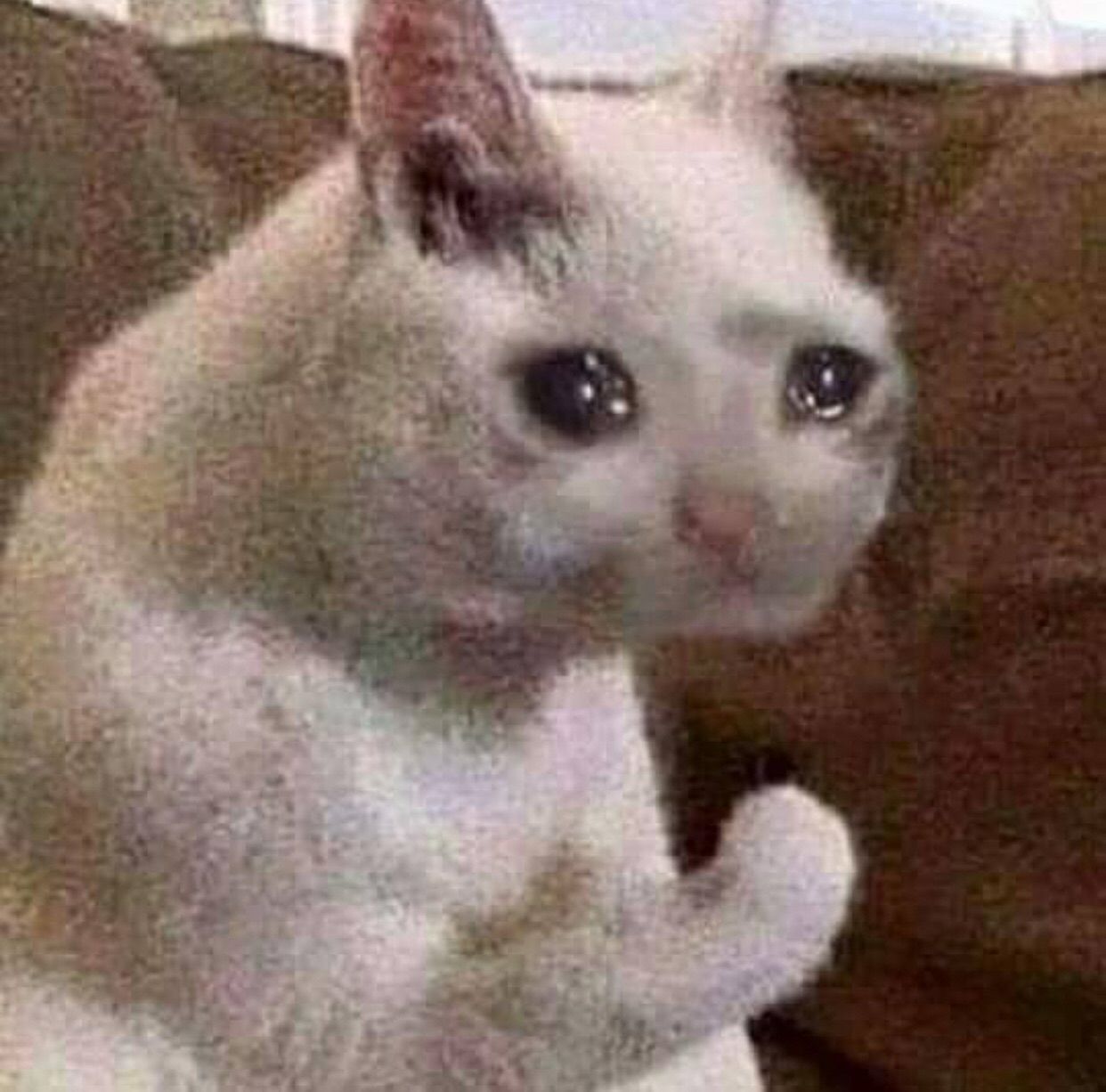 Crying Cat meme example