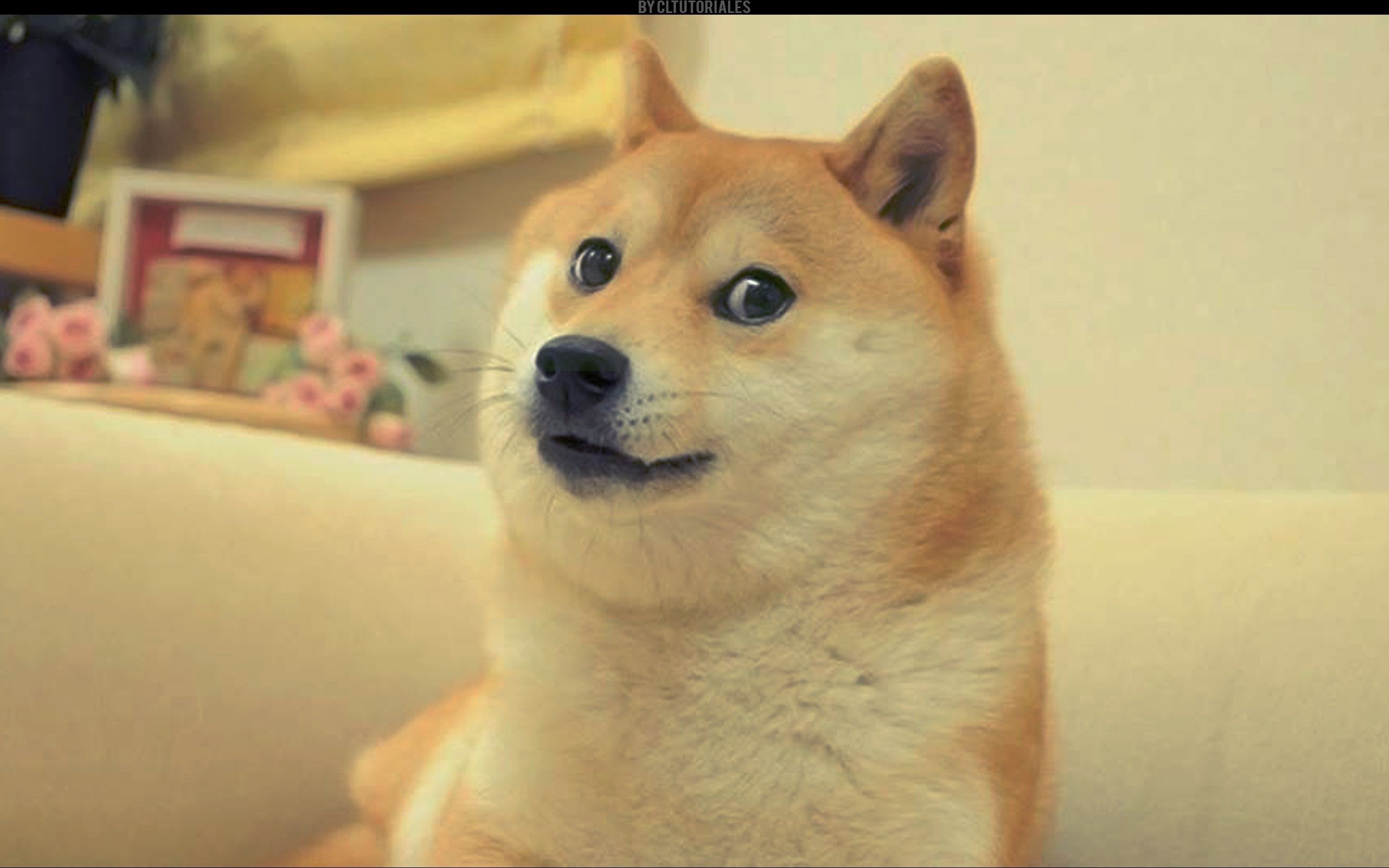 Doge meme example