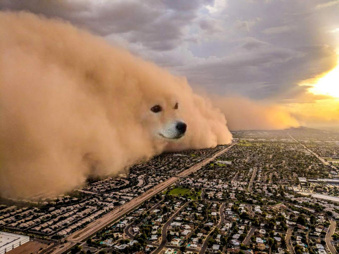 Dust Storm Dog meme