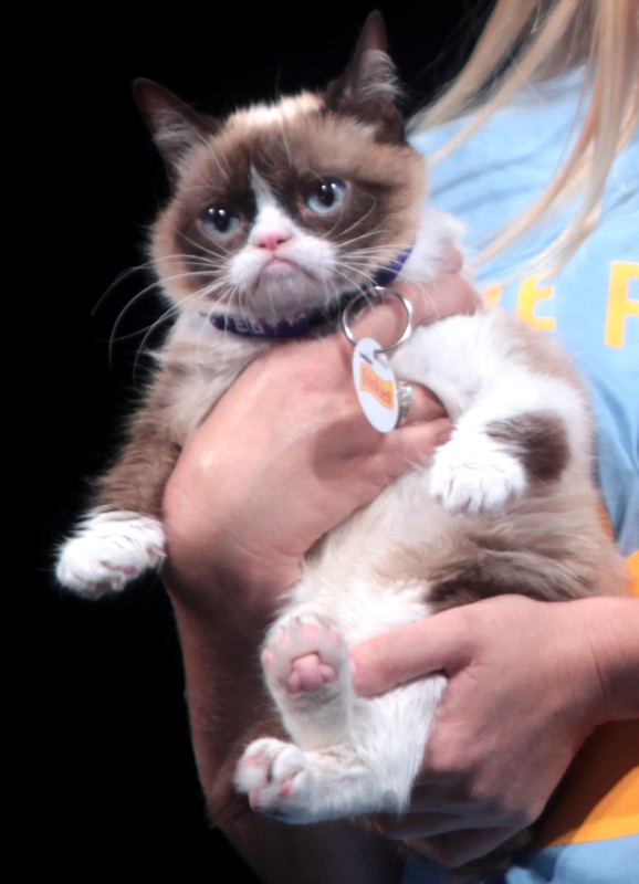 A cat with a permanently grumpy, frowning face