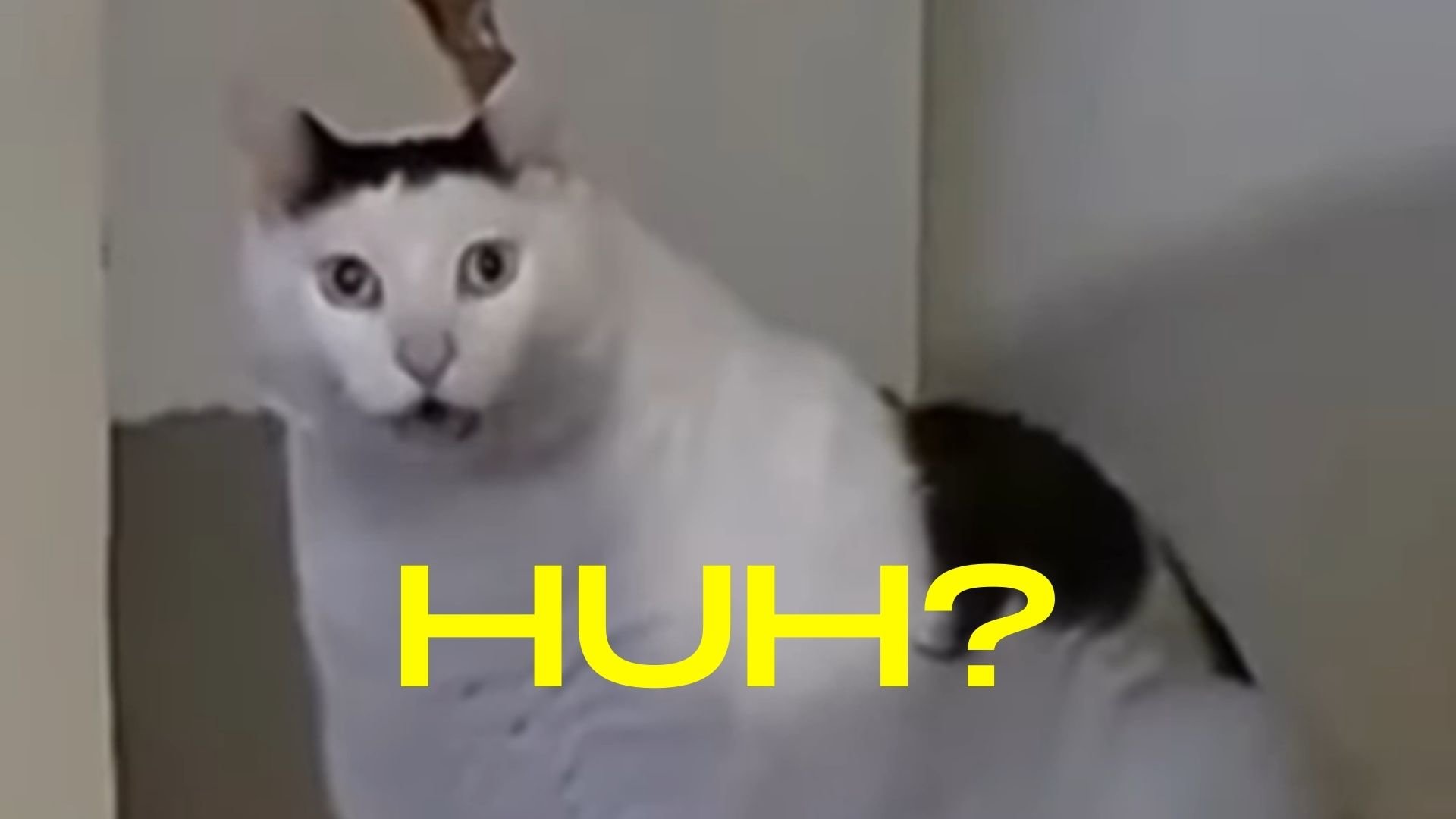 Huh Cat meme example