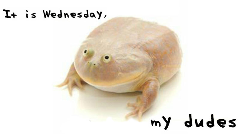 It Is Wednesday, My Dudes meme