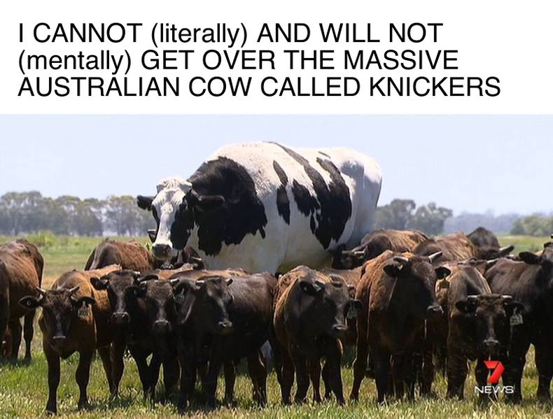 Knickers the Steer meme