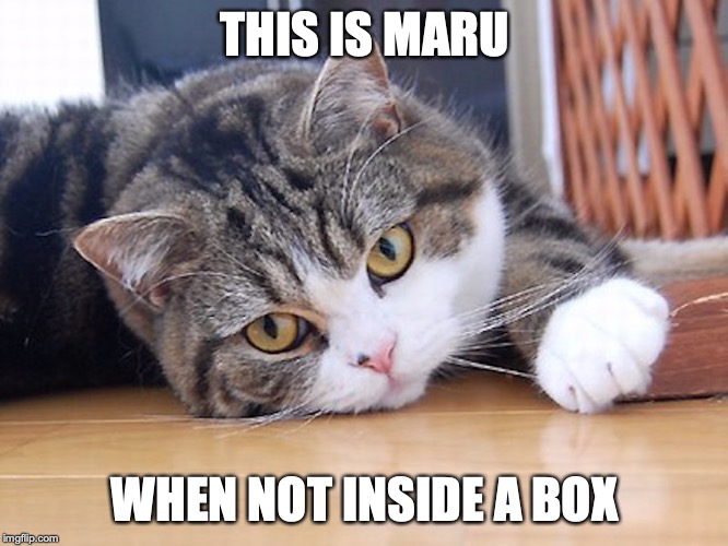 Maru meme