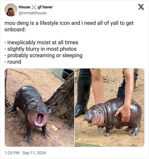 Moo Deng meme example