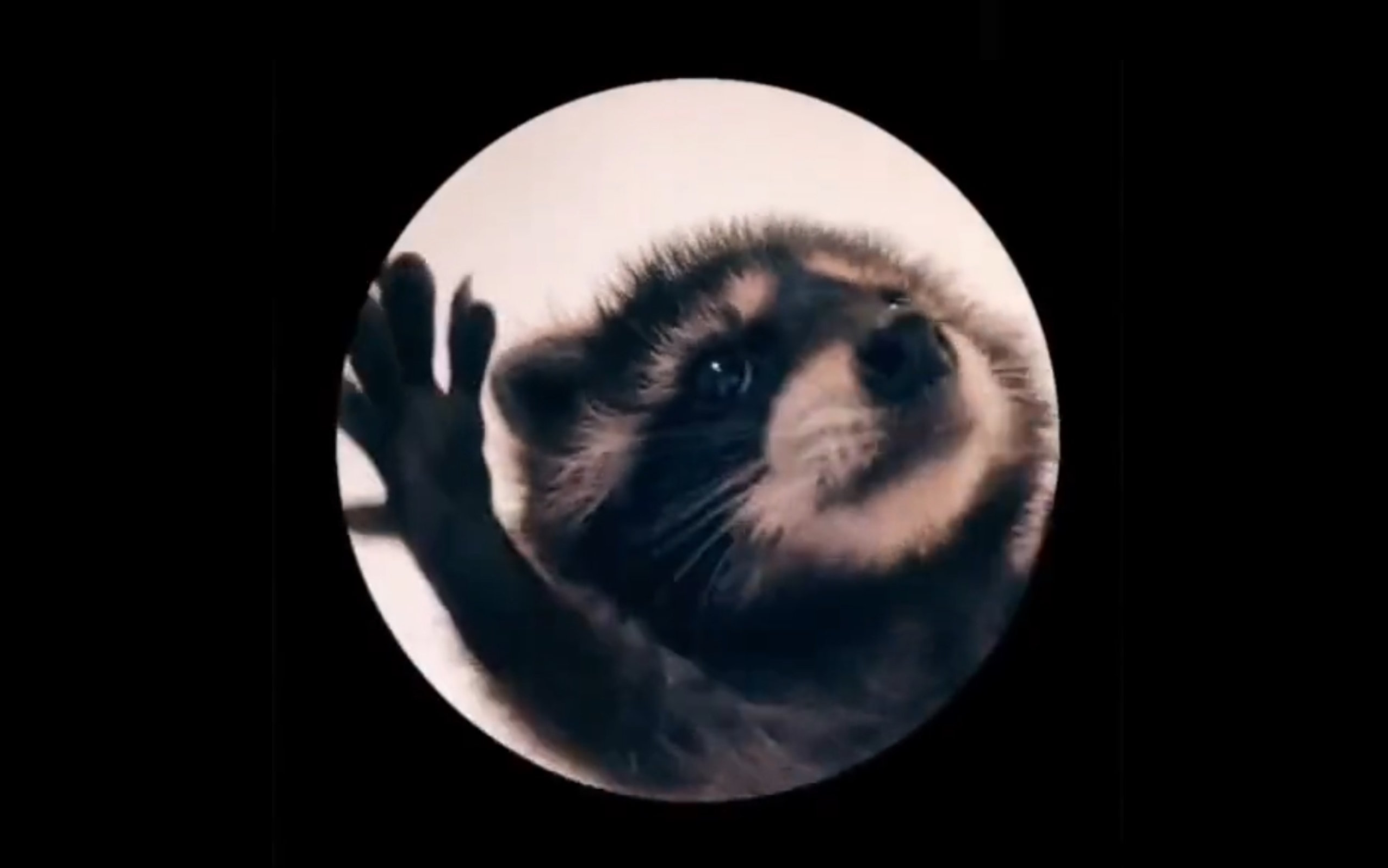 Pedro Raccoon meme example