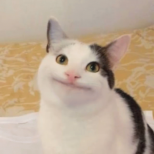 Polite Cat meme
