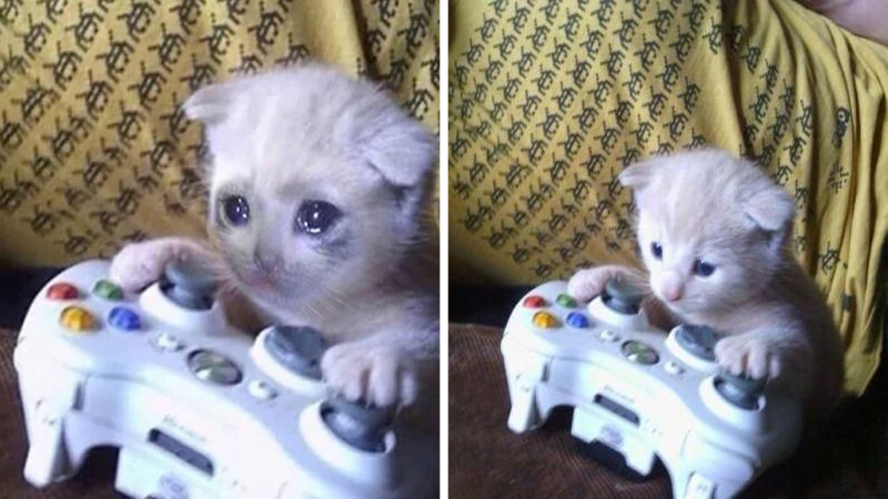 Sad Gaming Cat meme