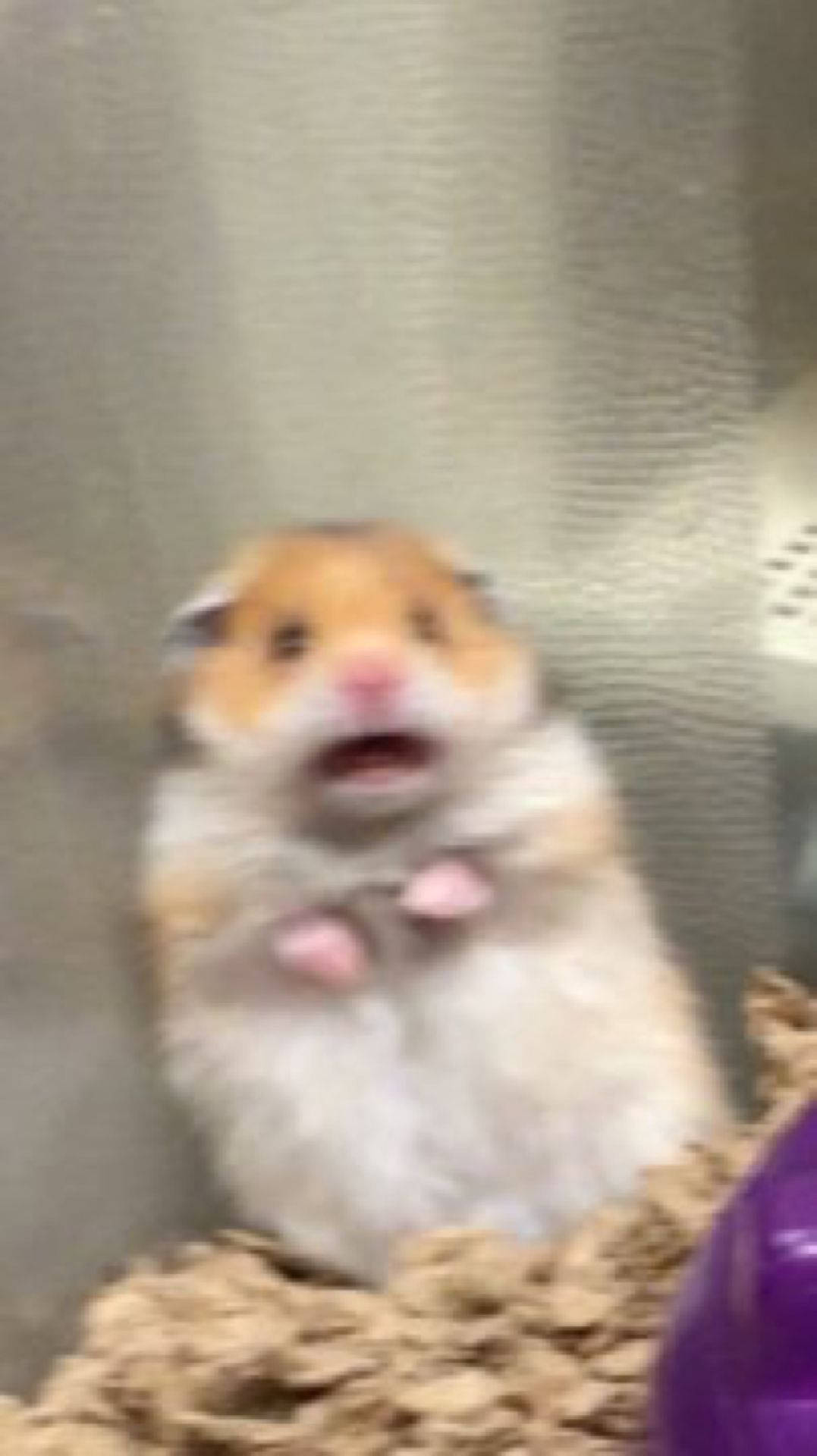 Scared Hamster meme