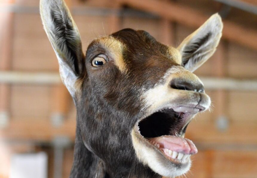 Screaming Goat meme