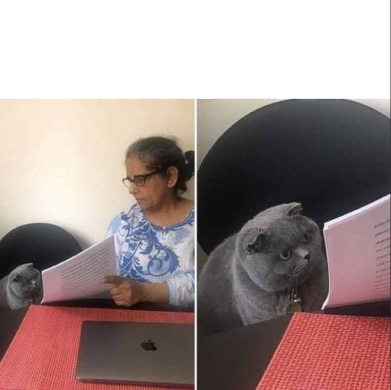 Woman Showing Papers to Grey Cat meme